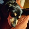 Фото профиля Doxie Lover 🐾