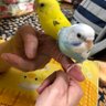 ぱるぱる 的头像