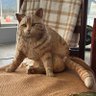 Gittichai profil fotoğrafı
