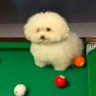 marvelous brew's profile picture