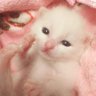 ラピスラズリ 的头像