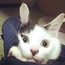 NecoDev's profile picture