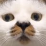 ไข่ป่ามใส่หอม's profile picture