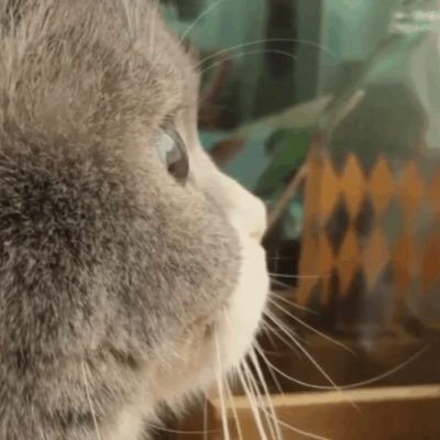 블라썸ღ's profile picture