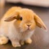 うさぎ☺︎4月移植's profile picture
