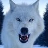 T⚡️underWolf 🐺's profile picture