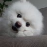 GodBlessKorea's profile picture