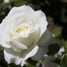 Smelltheroses's profile picture