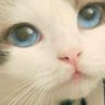 じゅにー's profile picture