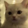 drshrimp126's profile picture