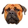 Фото профиля Boerboel