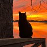 Cats On Mars 的头像