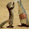 Zeva1081's profile picture