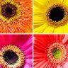 Фото профиля Ella Keinan