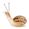 Mollusk profil fotoğrafı