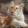Master Jiro profil fotoğrafı