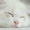 Profilbild von MV-P