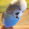 Profilbild von CESUR