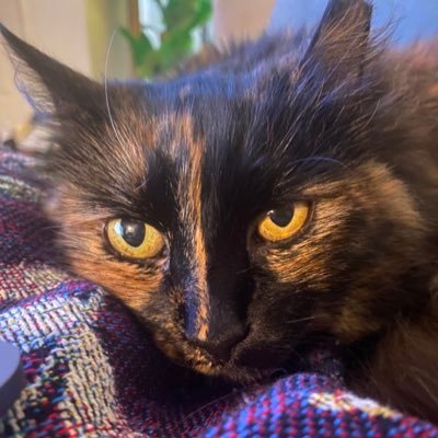 Birdie's profile picture