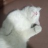 Profilbild von Kabo