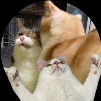 きなぽっ毳ョスᐠ( ᐛ )ᐟよしこ's profile picture