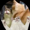 Profilbild von きなぽっ毳ョスᐠ( ᐛ )ᐟよしこ