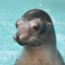 さくら(まま) profil fotoğrafı