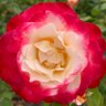 Фото профиля Fred Harlow