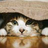 Profilbild von しばねこ