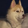 halfaperson's profile picture