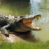 Profilbild von Crocodile_Man84