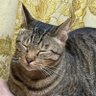 Profilbild von おかやまももこ