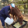 江島 達也／対州馬ひん太／対州屋's profile picture