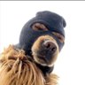 Profilbild von CryptoDC