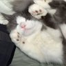 meow huzz's profile picture