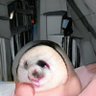 Luca_under_limit's profile picture