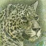 Lince de ¢50 的头像