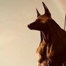 Anubis⚕️ 🦉 的头像