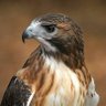 Ladyhawk profil fotoğrafı