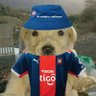 Pedro010's profile picture