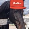 FlyingChanges2's profile picture