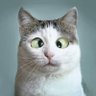 Profilbild von Leonboy 530601