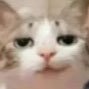 Profilbild von leucocito