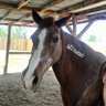 Wild Horses ็ๅคดๅ