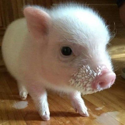 zxiangbab's profile picture