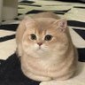 Profilbild von 吾