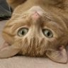 Fiona🐈 atAngel Kiki’s place🌈🕊️🦋🕊 profil fotoğrafı