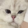 Kairo's profile picture