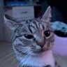 Raynox profil fotoğrafı