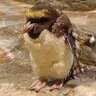 ペンギン太's profile picture